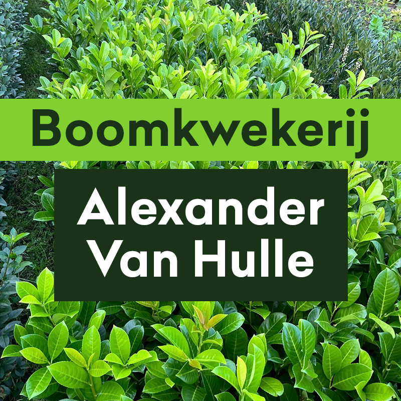 Boomkwekerij Alexander Van Hulle