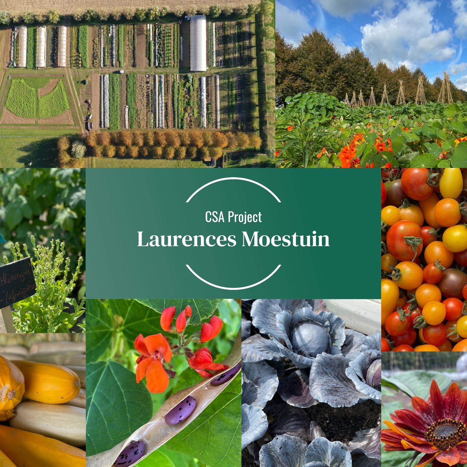 Csa Laurences moestuin