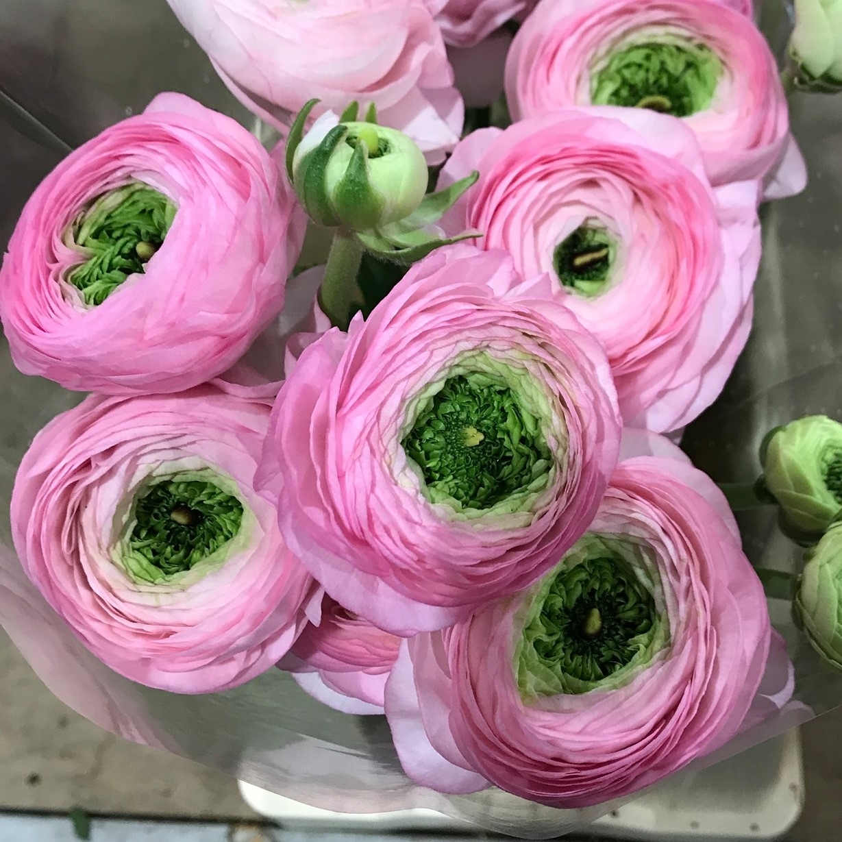Bloemen Datura