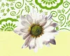 Bloemen en planten S. Van Praet