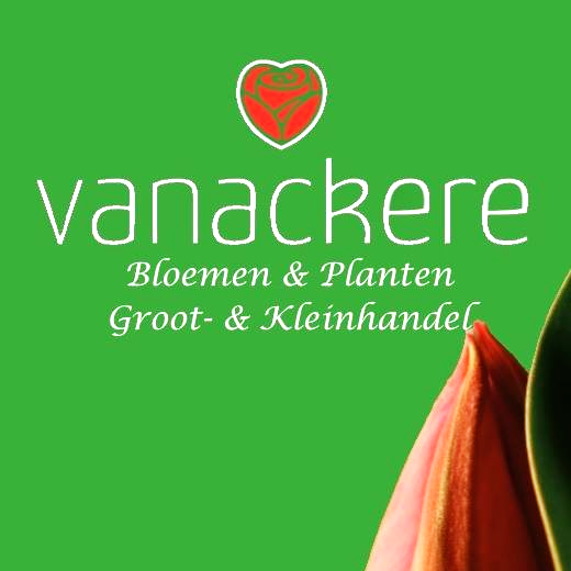 Bloemen Vanackere