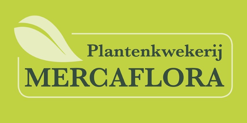 Mercaflora