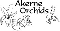 Orchid Web bvba