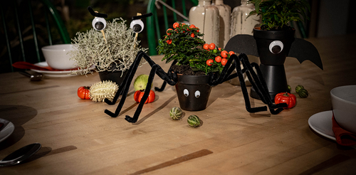 plantantula