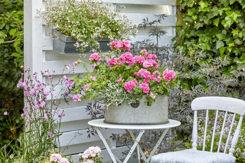 Roze geranium