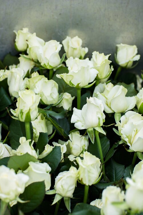 Witte rozen