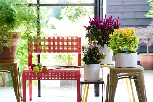 Celosia in drie potten