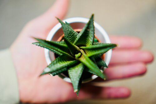 Beste vetplanten - Groen van bij ons