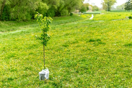 Bomen verplaatsen - Groen van bij ons