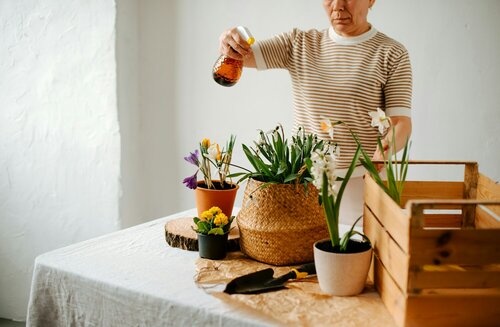 DIY met kamerplanten - Groen van bij ons 