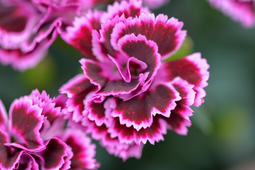 Paarse bloem