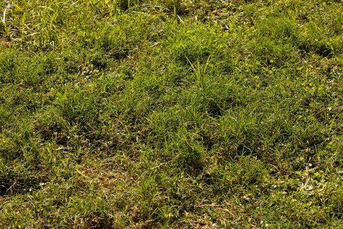 Gazonvreemde grassen - Groen van bij ons
