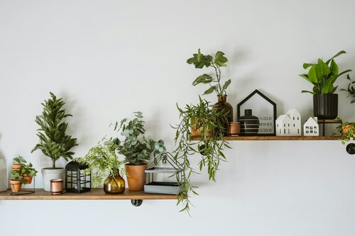 Genieten van kamerplanten - Groen van bij ons