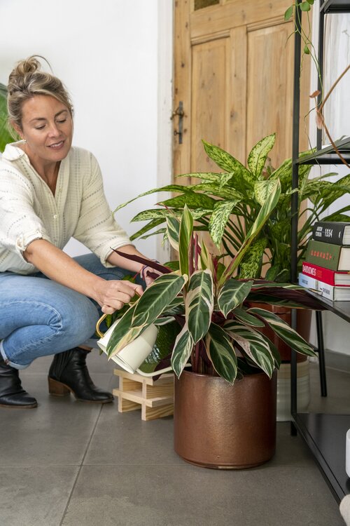Kamerplanten in topvorm - Groen van bij ons