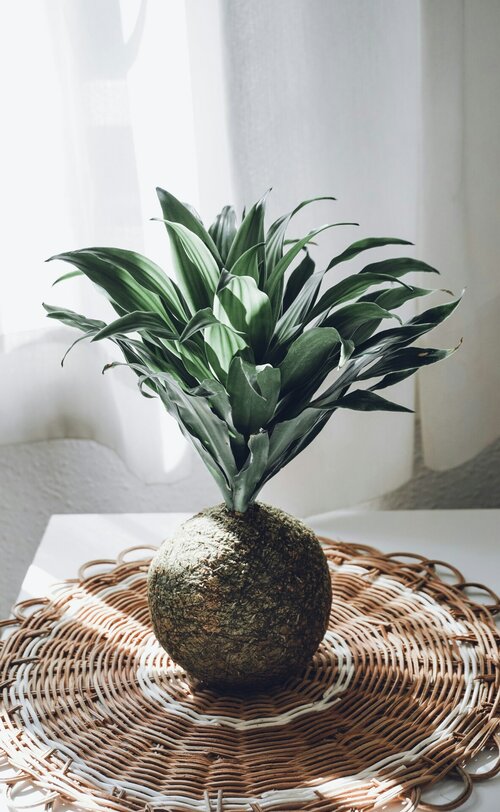 Hoe maak je een kokedama - Groen van bij ons
