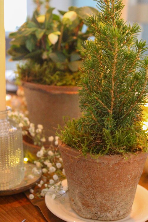 Feesttafel styling met planten - Groen van bij ons