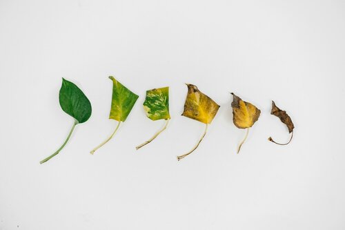 Kamerplant problemen - Groen van bij ons