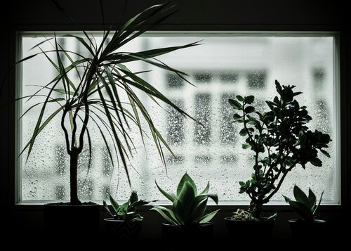 Kamerplanten in de winter - Groen van bij ons