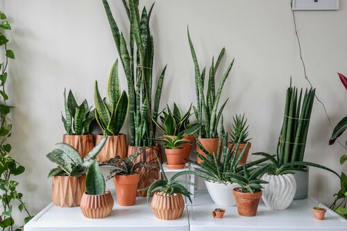 Makkelijke kamerplanten - Groen van bij ons