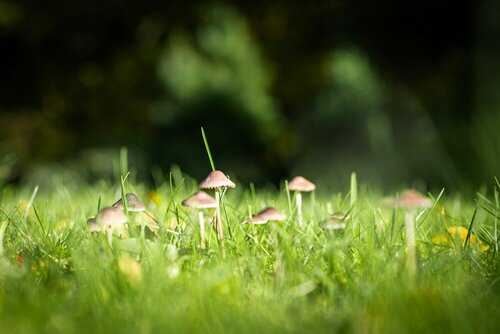 Paddenstoelen - Groen van bij ons