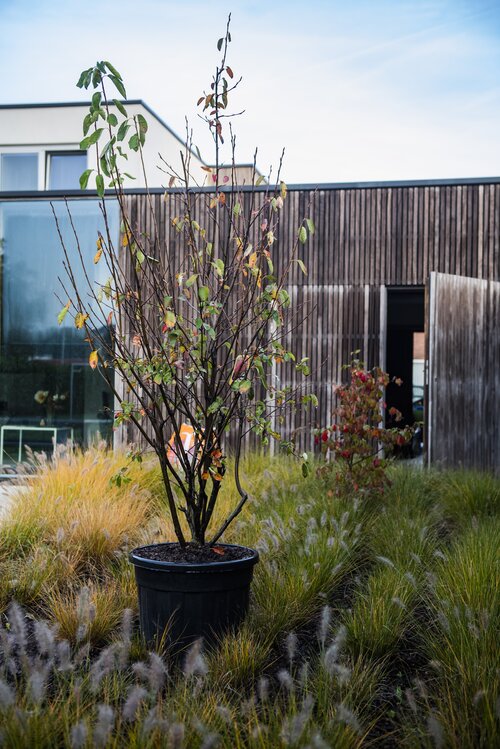 Boom planten