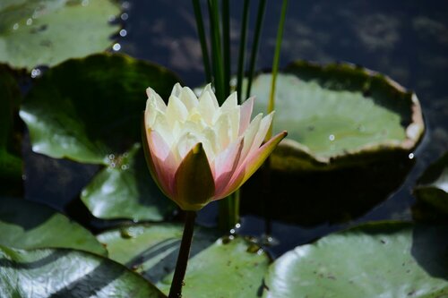 Water- en vijverplanten - Groen van bij ons