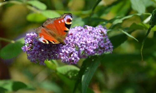 vlinderplanten