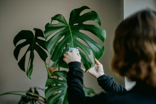 XXL kamerplanten - Groen van bij ons