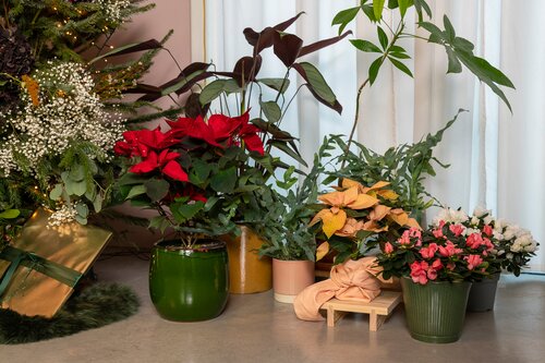 kerstroos