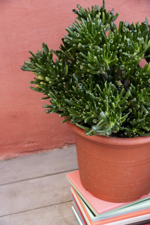 Groen balkon