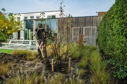 Boom planten