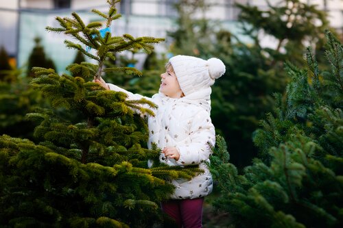 duurzame kerstboom - Groen van bij ons