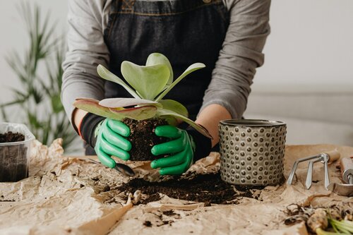 Lentekuur voor kamerplanten - Groen van bij ons