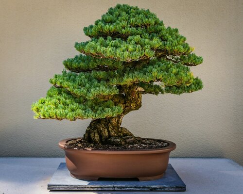 plant als cadeau - Groen van bij ons