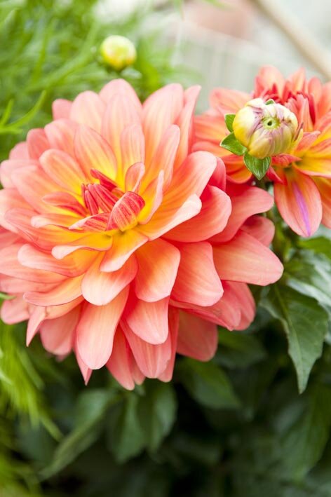 Dahlia