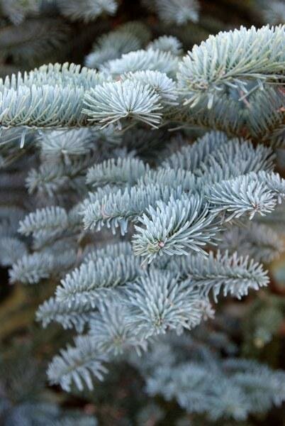 Abies procera 'Glauca'