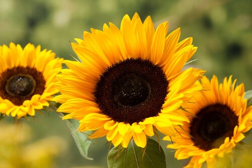 Zonnebloemen zaaien