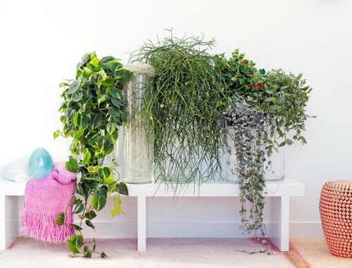 Hangplanten