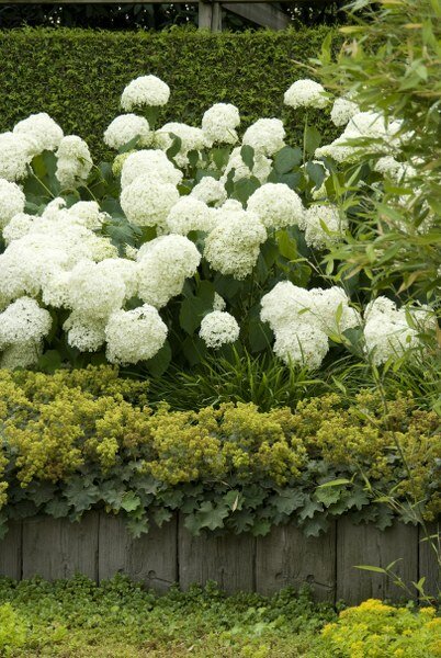 Hydrangea arborescens 'Annabelle'