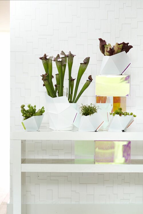 Vleesetende planten - Groen van bij ons