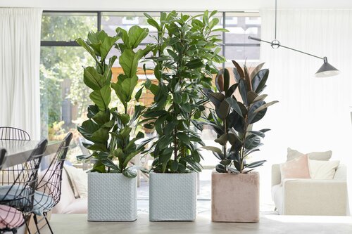 Grootbladige ficus