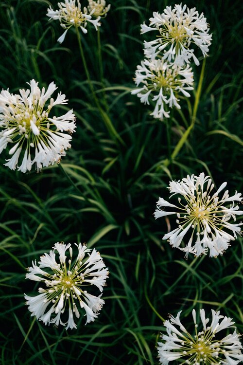 Agapanthus op je terras - Groen van bij ons