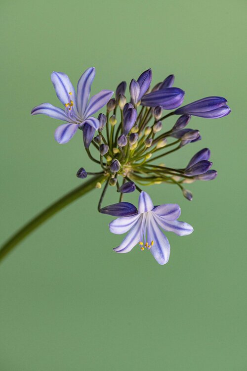 Agapanthus op je terras - Groen van bij ons