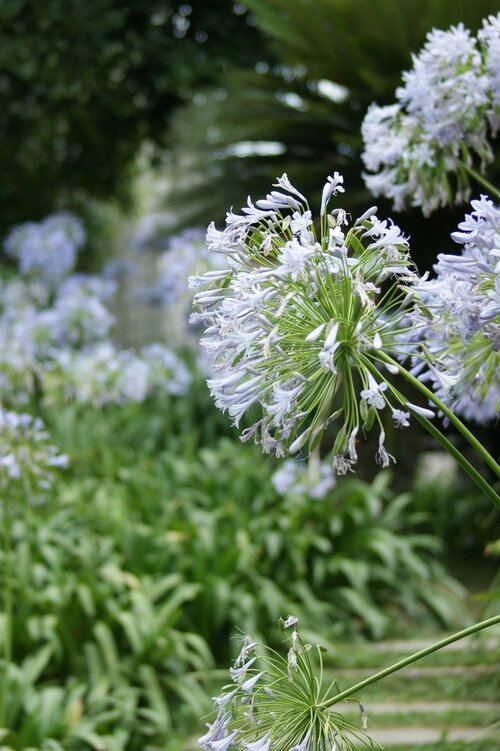 Agapanthus op je terras - Groen van bij ons