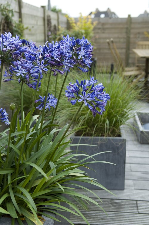 agapanthus