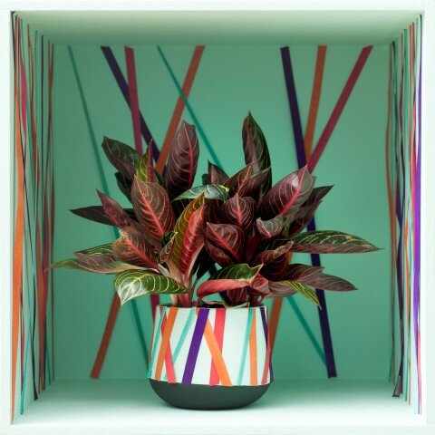 Aglaonema