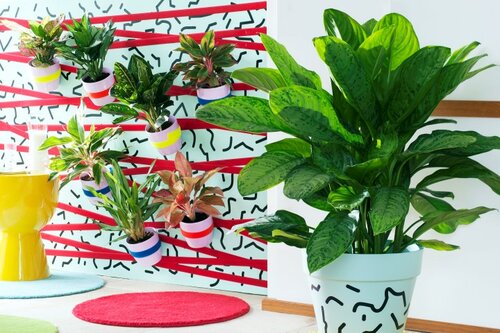Aglaonema