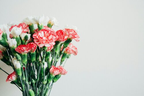 Anjers als snijbloem - Groen van bij ons