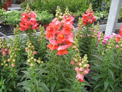 Bloemen uit je tuin - Antirrhinum Leeuwenbek