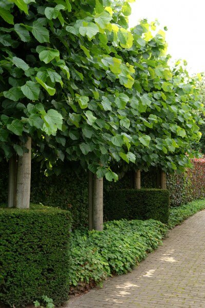 Catalpa bignonioides 'Nana'